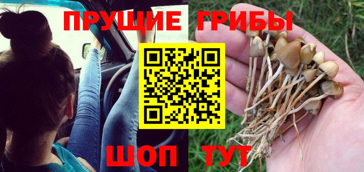 где купить наркоту  Псилоцибиновые грибы GOLDEN TEACHER  Вход с VPN  Владикавказ  Галлюциногенные грибы Magic Shrooms 